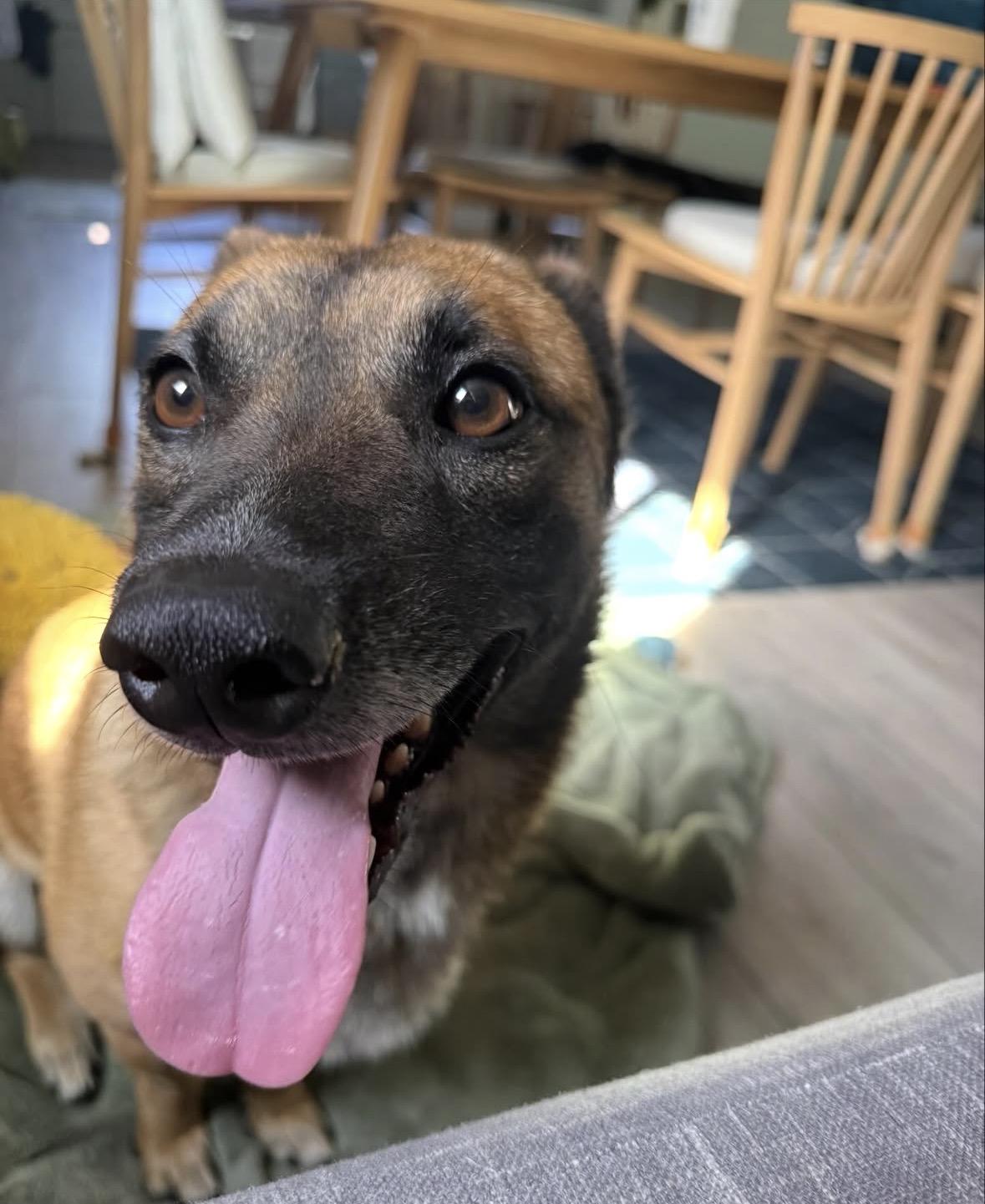 Orion, a ADOPTABLE mixed breed in Pasadena, CA image 5/6
