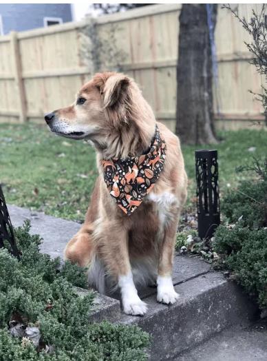 Wallace -- Courtesy Post, Adoptable, Senior Male Golden Retriever.