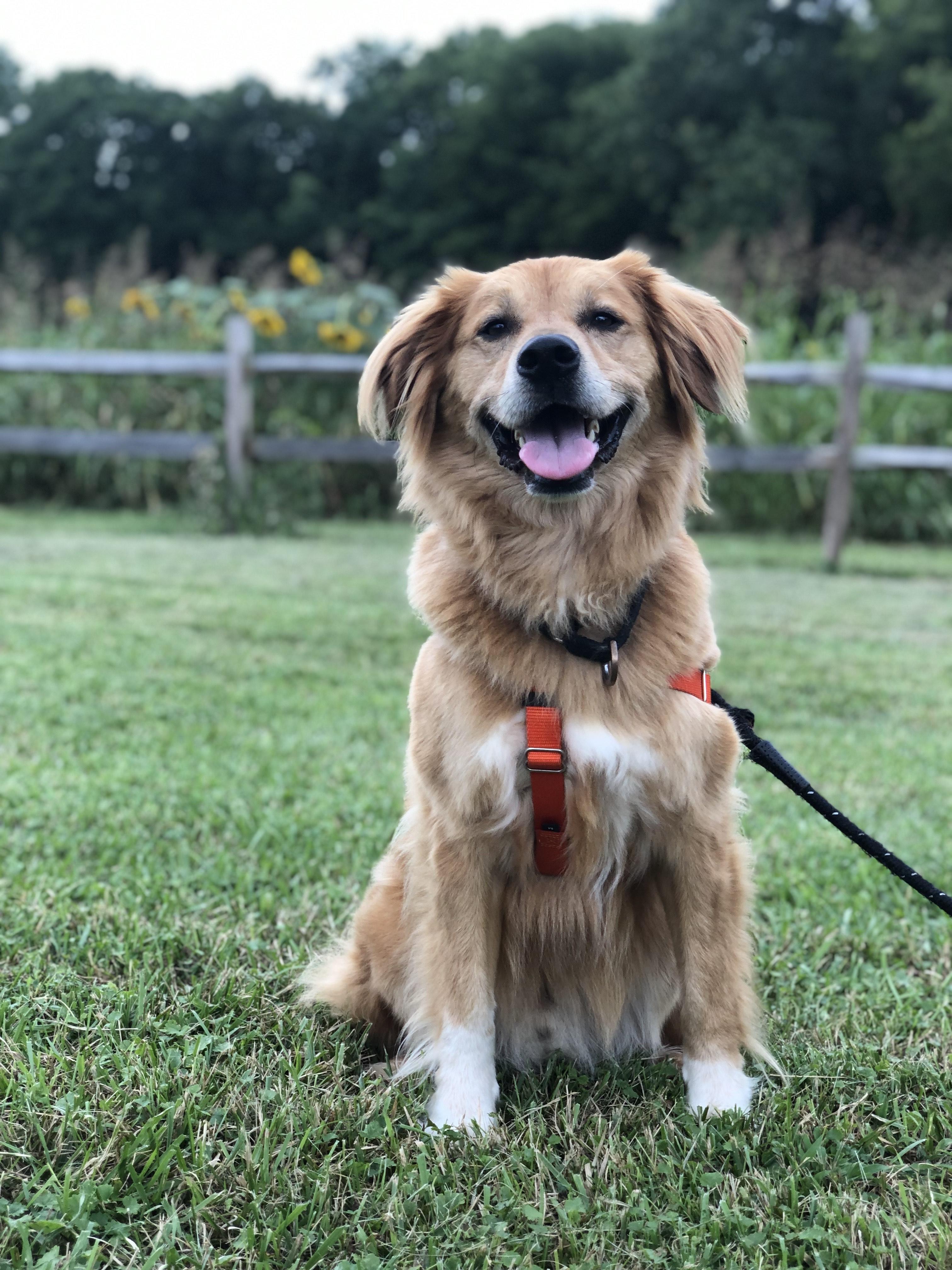 Enlarge Wallace -- Courtesy Post, a Adoptable mixed breed in Frederick, MD image 5/5