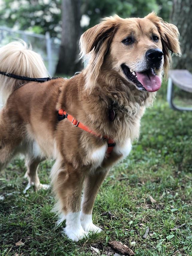 Enlarge Wallace -- Courtesy Post, a Adoptable mixed breed in Frederick, MD image 2/5