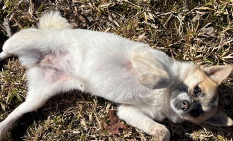 Enlarge Foster Needed for Mia and Shari!, a Adoptable Pomeranian in Acworth, GA image 2/3