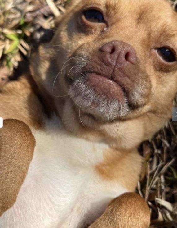 Enlarge Foster Needed for Mia and Shari!, a Adoptable Pomeranian in Acworth, GA image 3/3