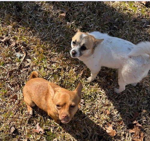 Foster Needed for Mia and Shari!, Adoptable, Young Female Pomeranian.