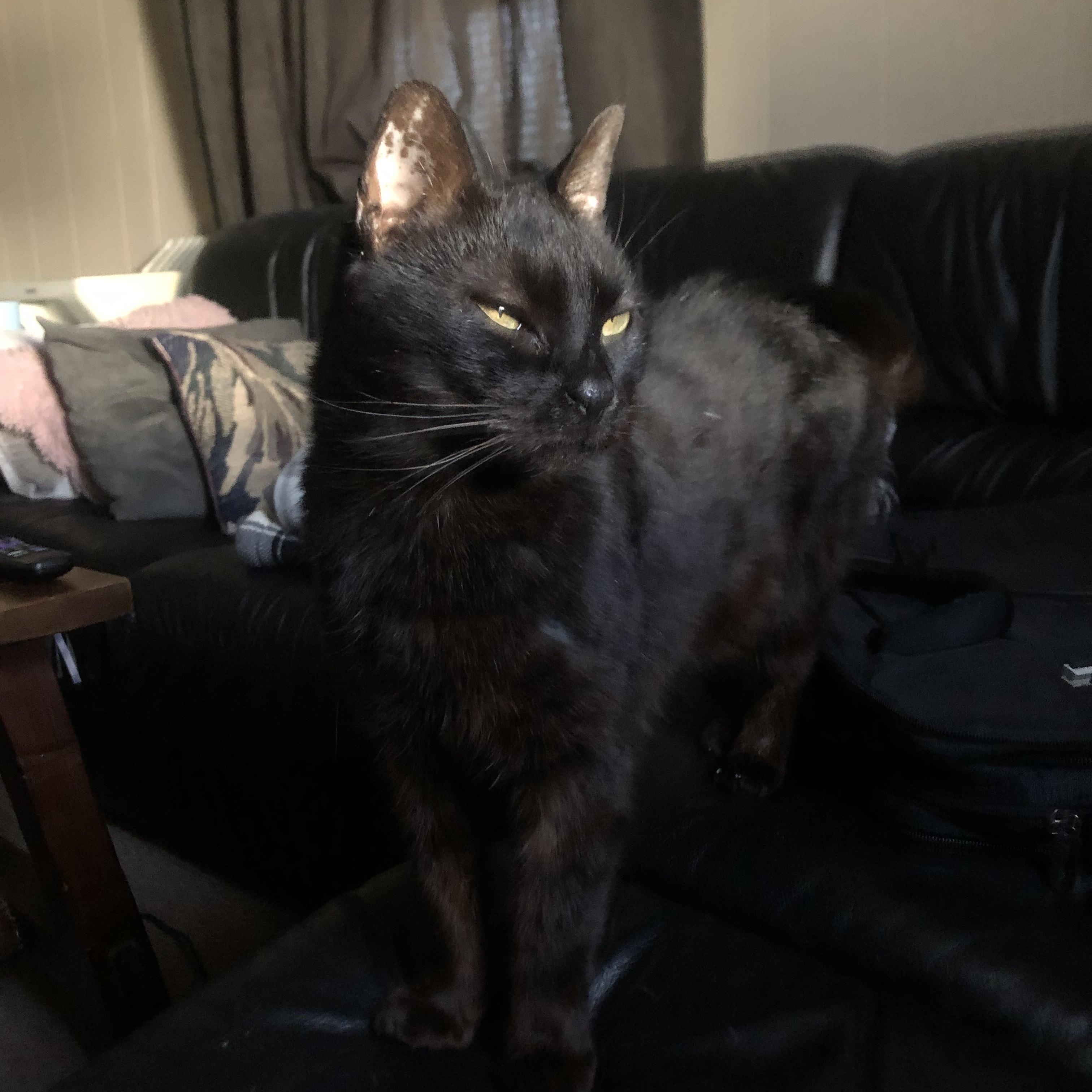 Enlarge SHEBA!, a Adoptable Domestic Short Hair in Philadelphia, PA image 2/4