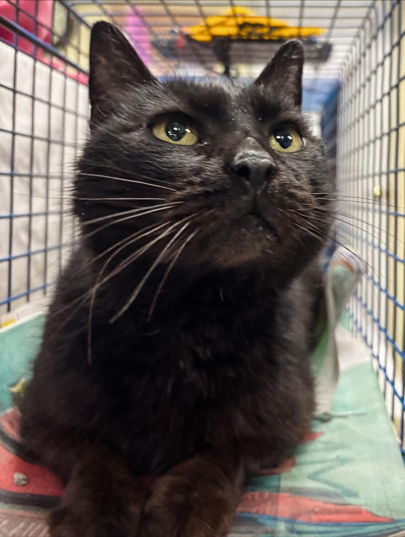 Enlarge SHEBA!, a Adoptable Domestic Short Hair in Philadelphia, PA image 3/4