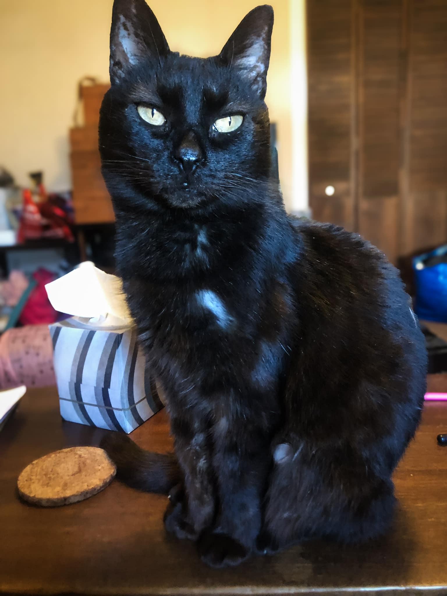 Enlarge SHEBA!, a Adoptable Domestic Short Hair in Philadelphia, PA image 4/4