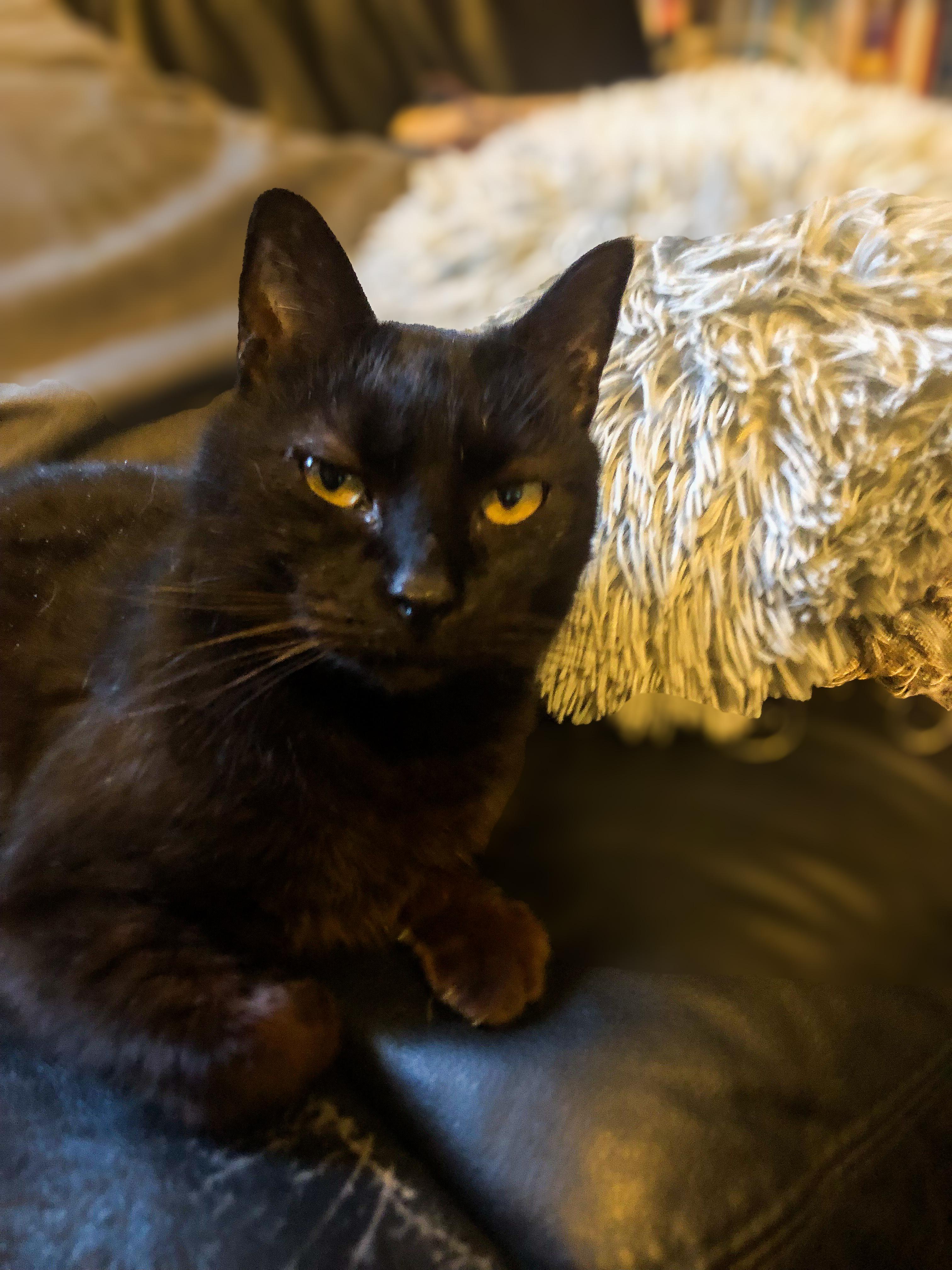 SHEBA!, Adoptable, Adult Female Domestic Short Hair.