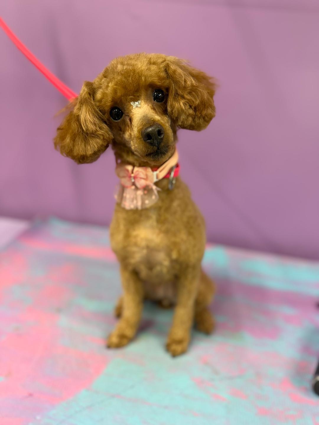 Truly, ADOPTABLE, Adult Female Miniature Poodle.
