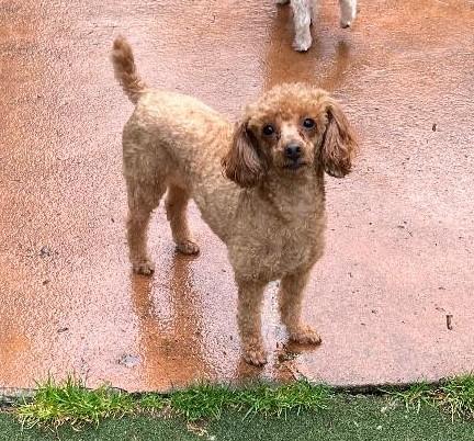 Enlarge Truly - ADOPTION PENDING, an adopted Miniature Poodle in Woodstock, GA image 2/3