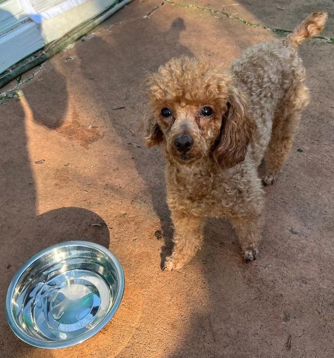 Enlarge Truly - ADOPTION PENDING, an adopted Miniature Poodle in Woodstock, GA image 3/3