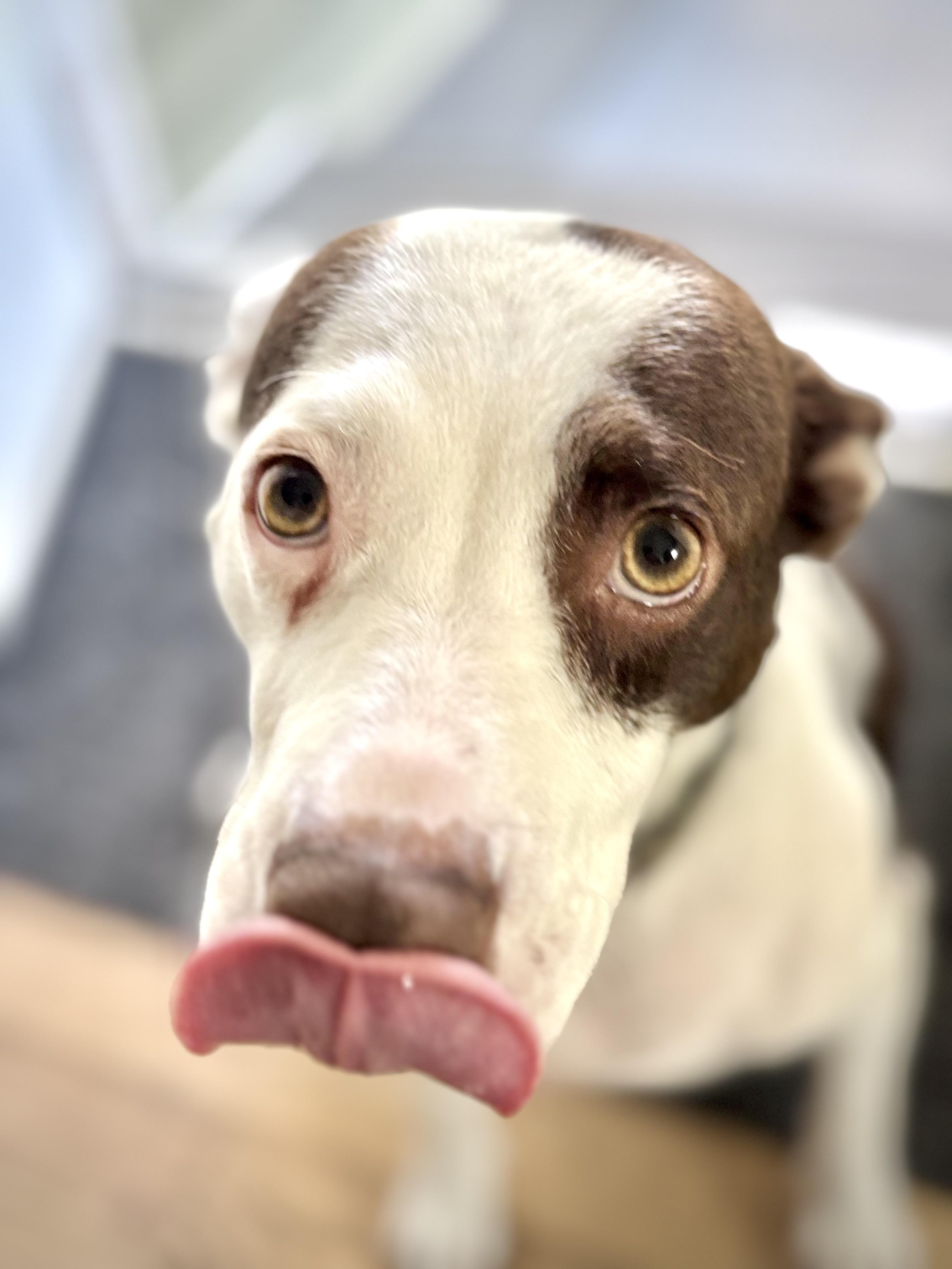 Lily, a Adoptable mixed breed in Berlin, NJ image 1/3