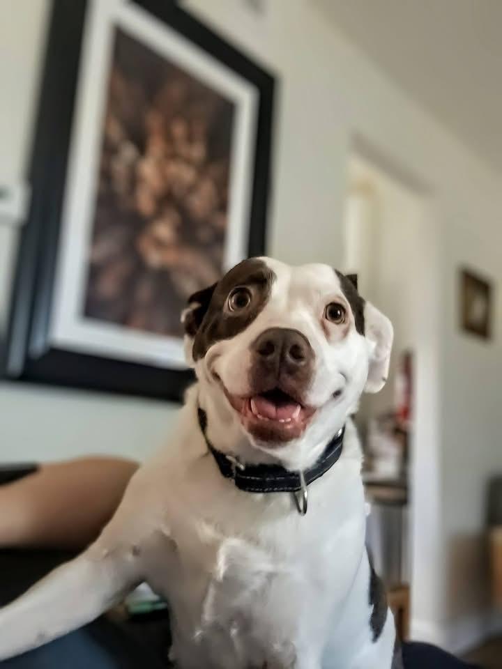 Lily, Adoptable, Adult Female Terrier.
