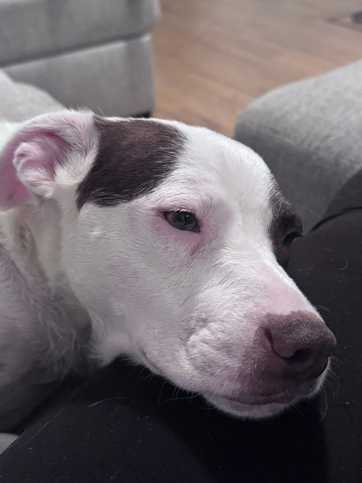 Lily, Adoptable, Adult Female Terrier.
