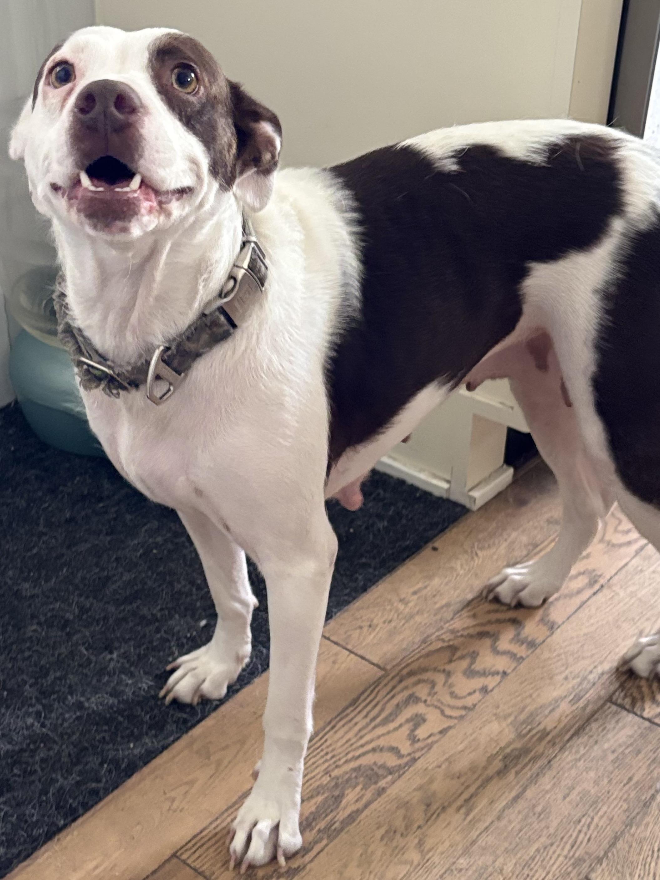 Lily, a Adoptable mixed breed in Berlin, NJ image 2/3