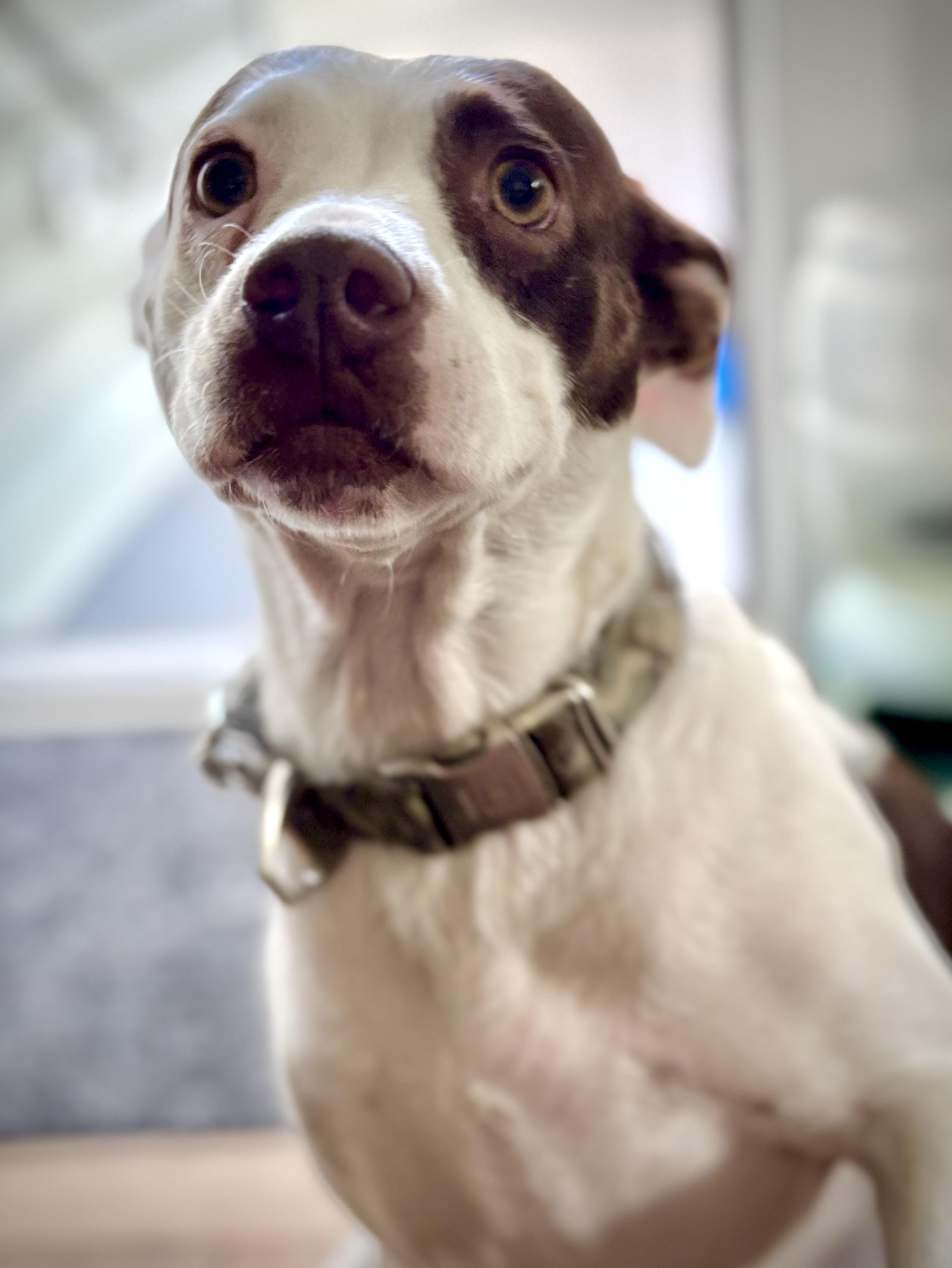 Lily, a Adoptable mixed breed in Berlin, NJ image 3/3