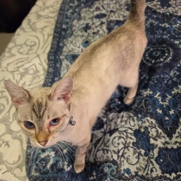 Winnie, a ADOPTABLE mixed breed in Fort Myers, FL image 2/4