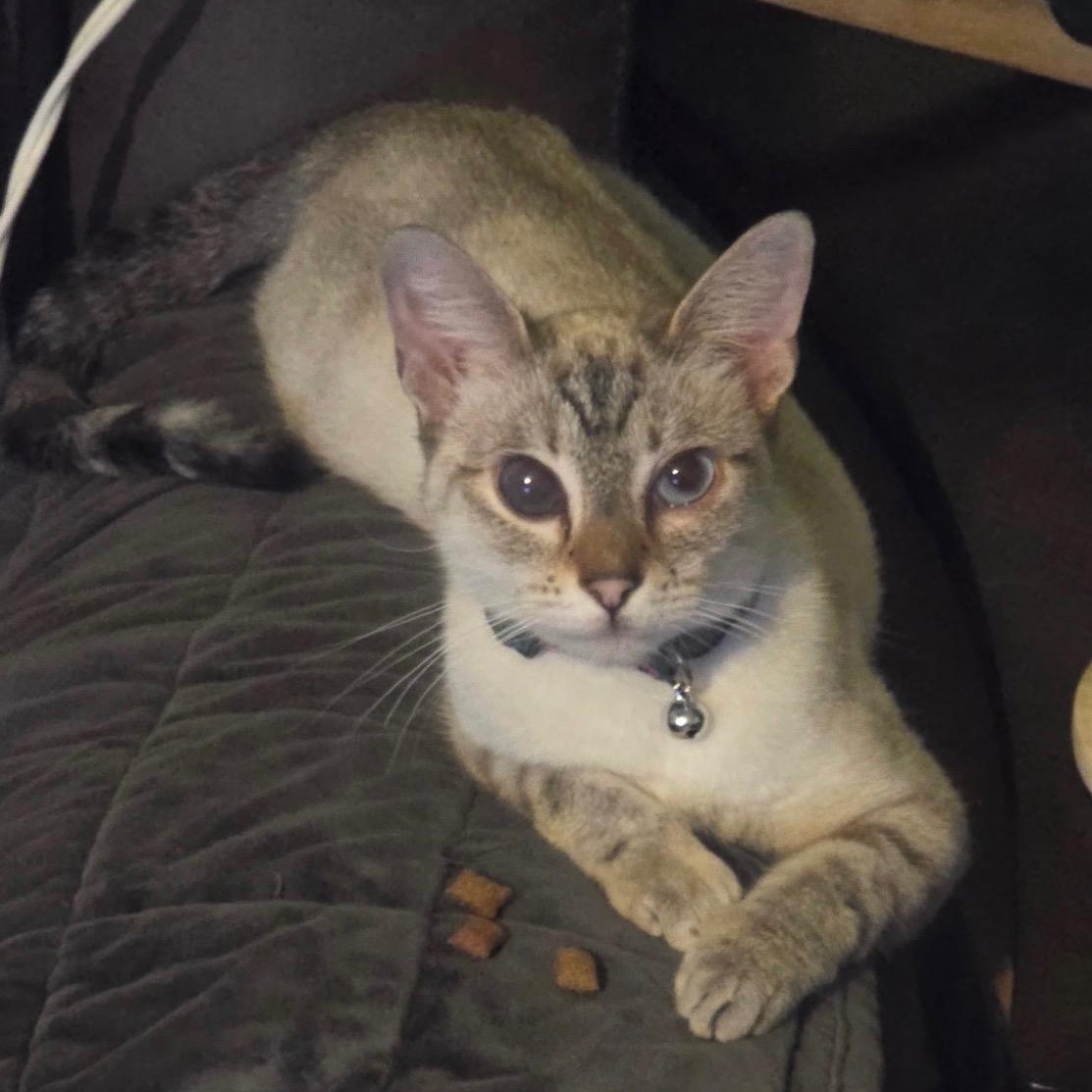 Winnie, ADOPTABLE, Young Female Siamese & Tabby.