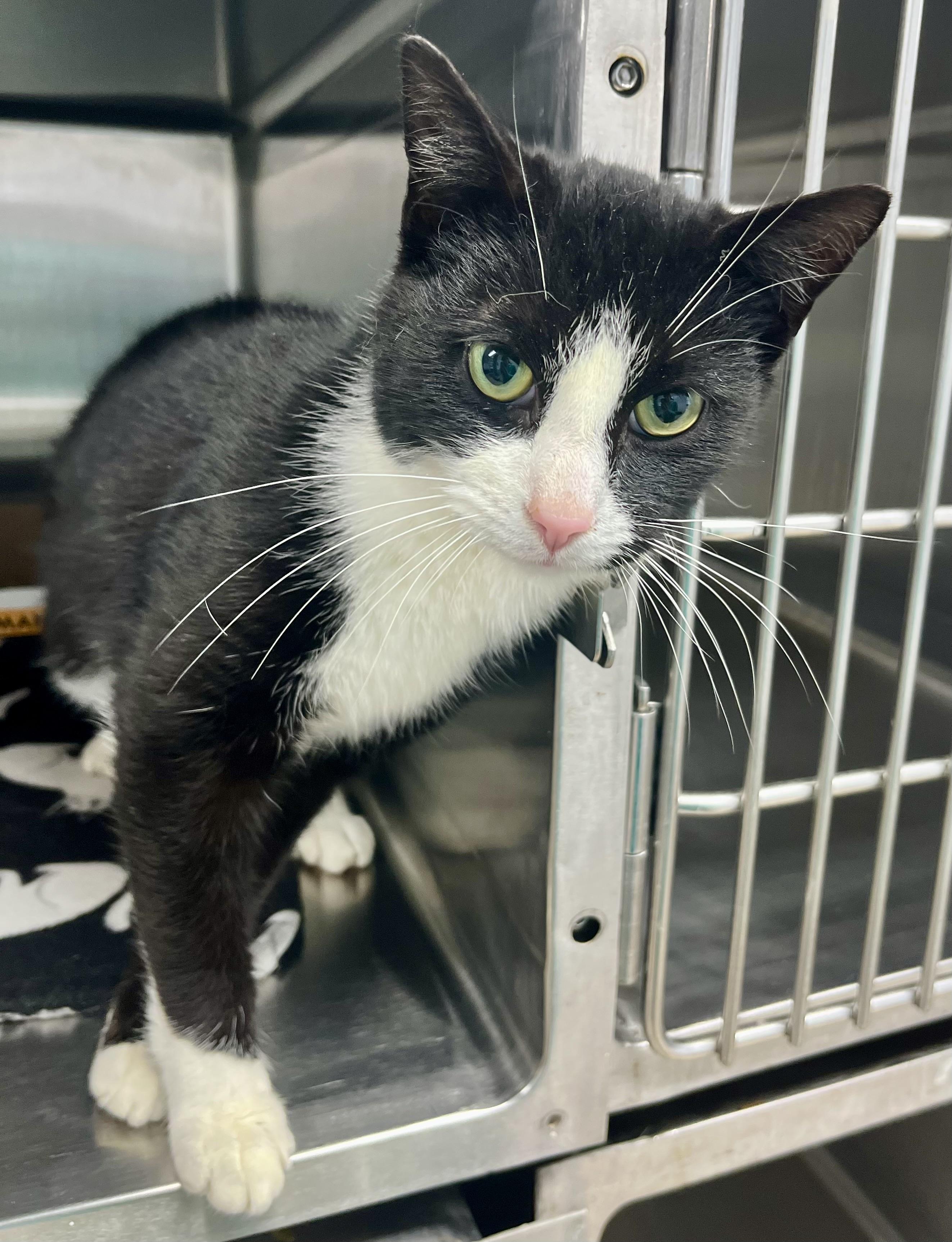 Enlarge Parker, a Adoptable Domestic Short Hair in Seville, OH image 4/4