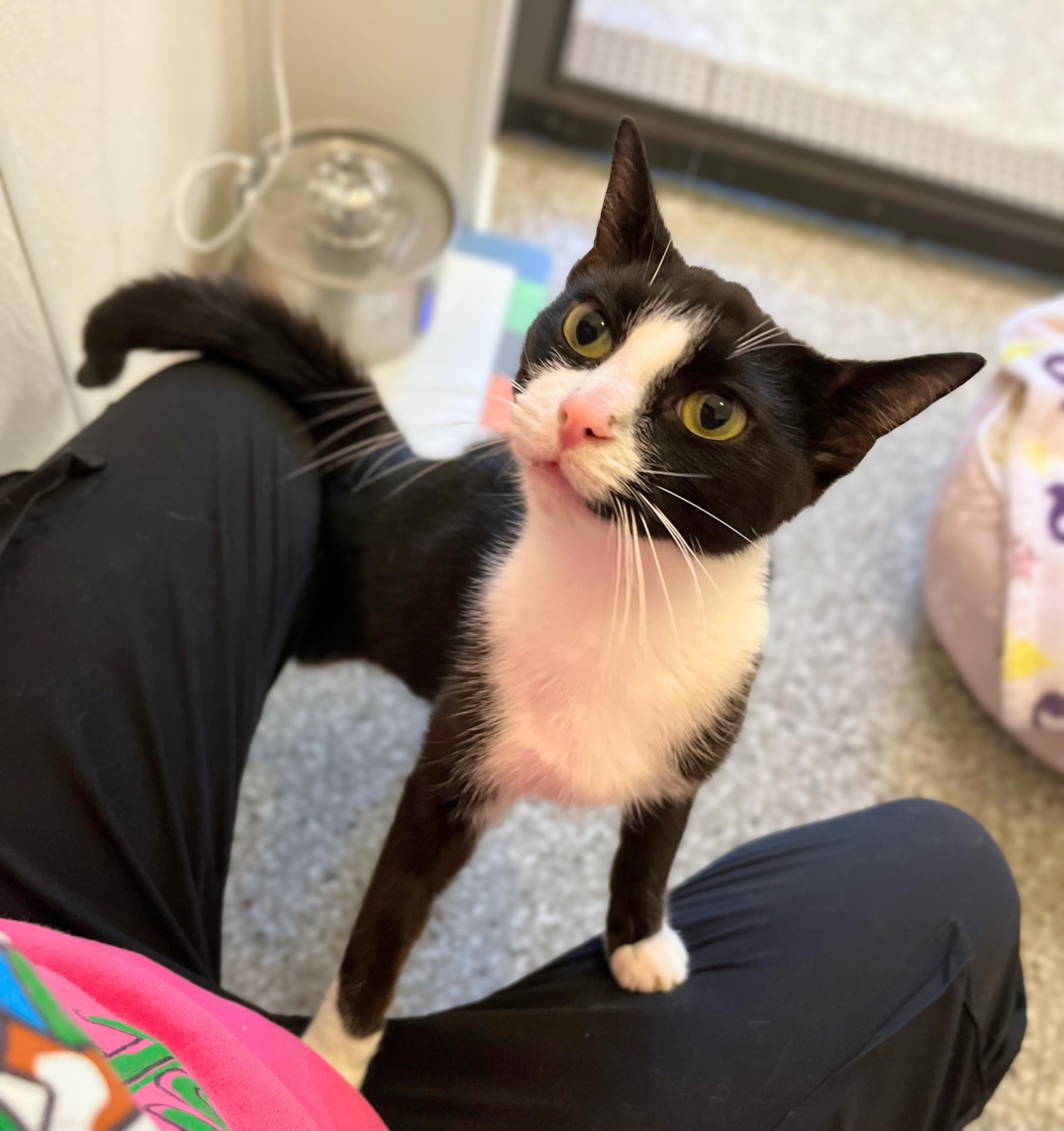 Enlarge Parker, a Adoptable Domestic Short Hair in Seville, OH image 2/4