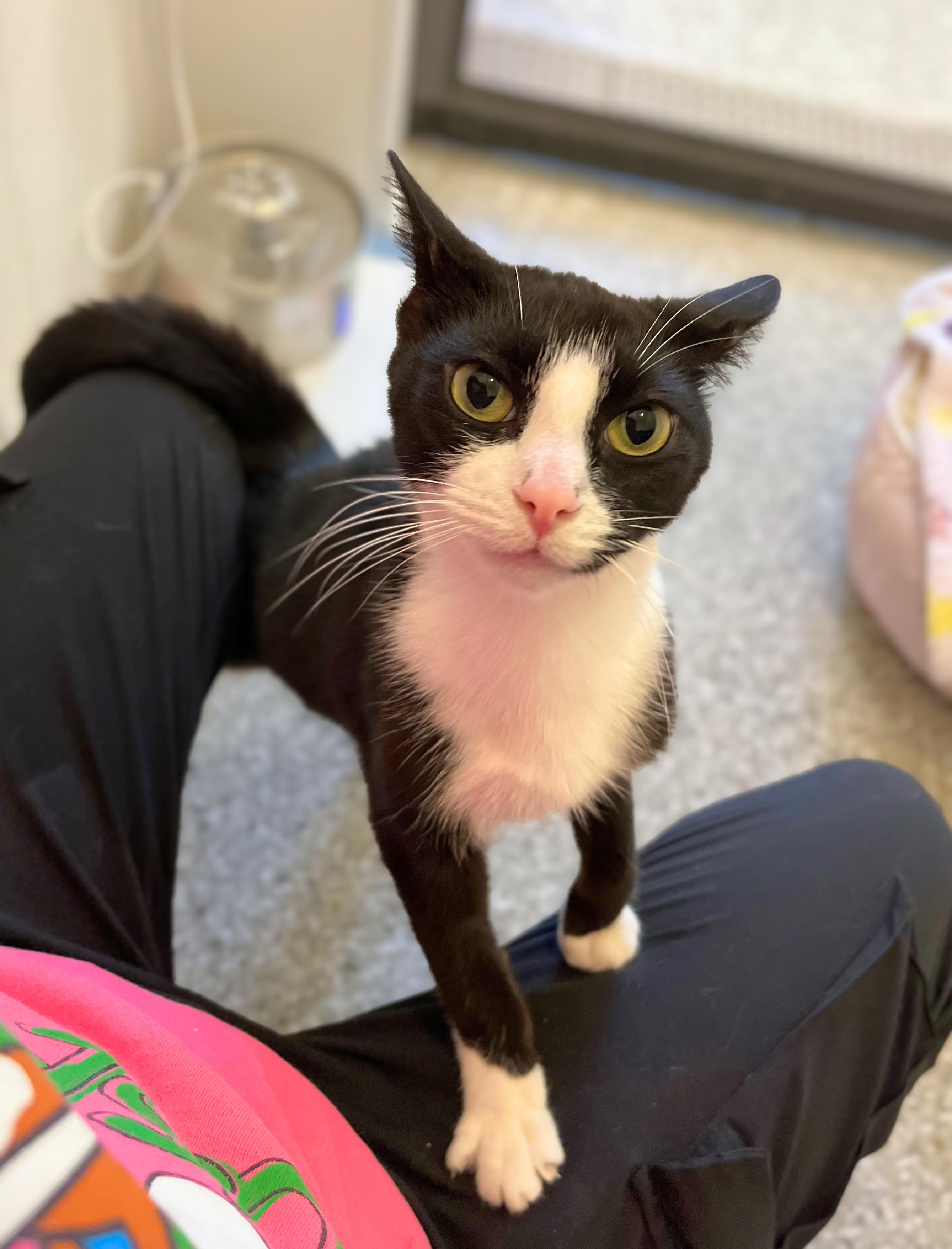 Enlarge Parker, a Adoptable Domestic Short Hair in Seville, OH image 3/4