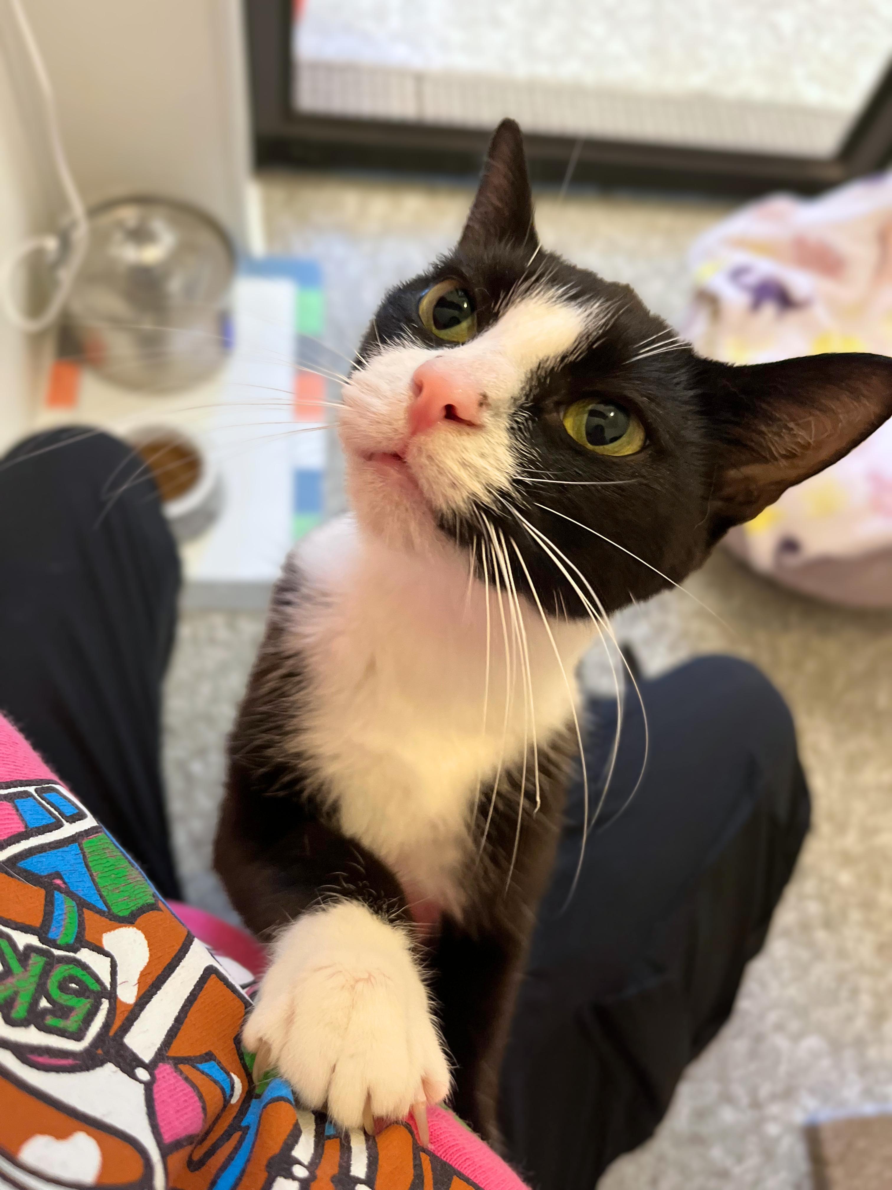 Parker, Adoptable, Adult Male Domestic Short Hair.