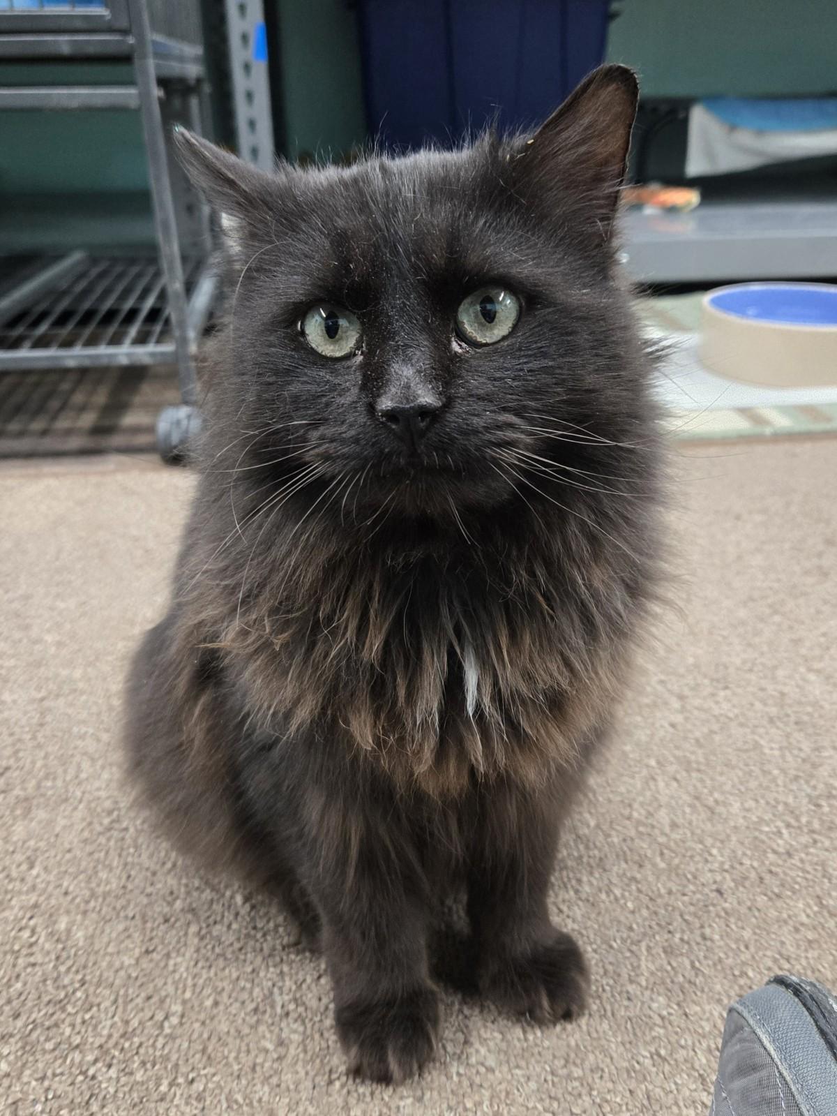 Enlarge Sophia, a Adopted Domestic Long Hair image 1/1