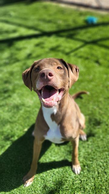 Enlarge SPATULA, a Adoptable mixed breed in West Valley City, UT image 1/1