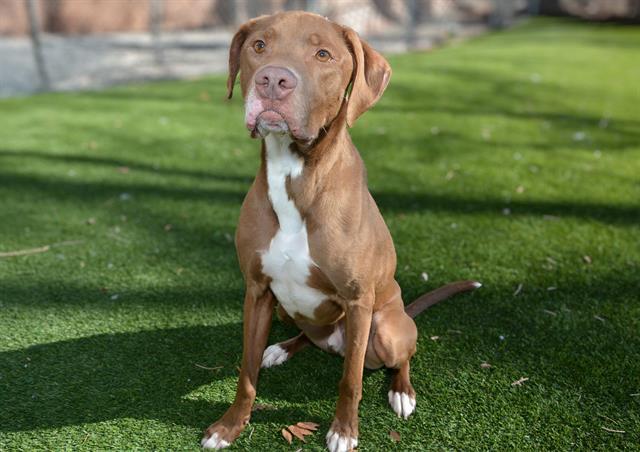 SPATULA, Adoptable, Adult Male Pit Bull Terrier & Vizsla.