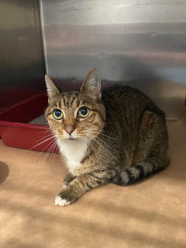 Enlarge Groover, a Adoptable mixed breed in Cartersville , GA image 1/1