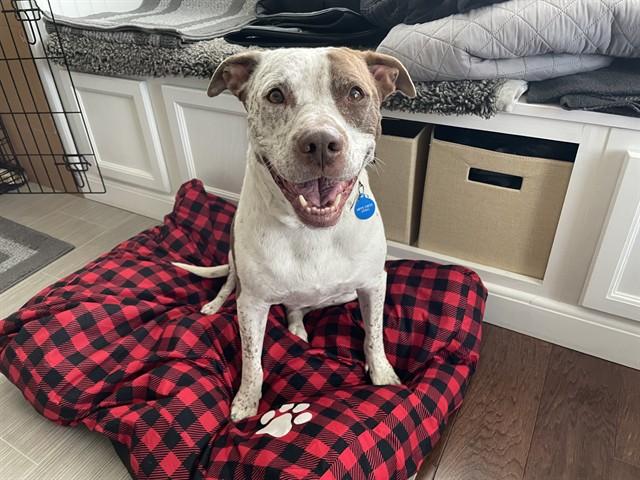 ASPEN, Adoptable, Adult Female Pit Bull Terrier & Mixed Breed.