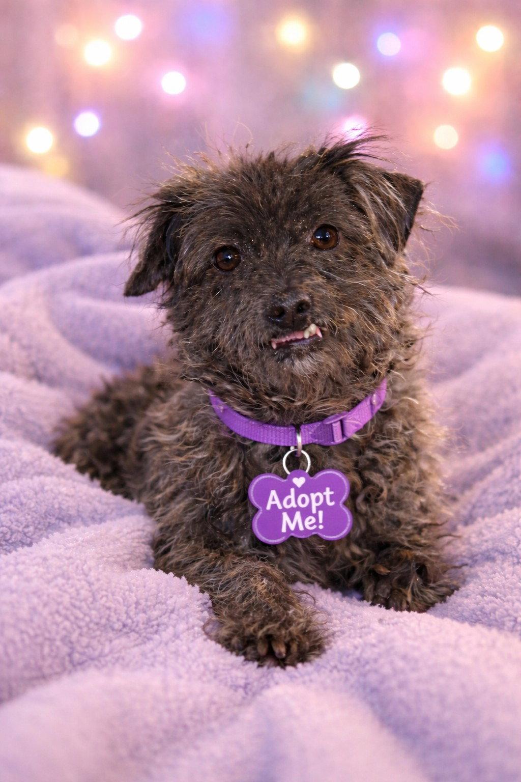 Beans  *Special Needs*, Adoptable, Adult Male Chihuahua.