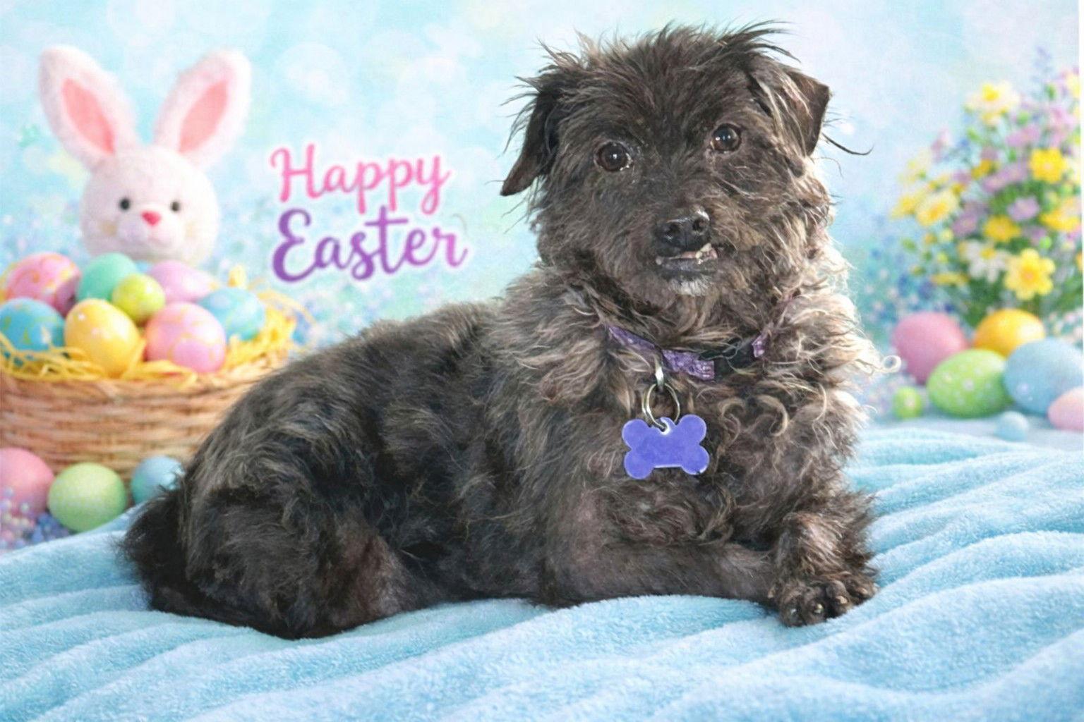 Enlarge Beans  *Special Needs*, a Adoptable Chihuahua in St. Louis, MO image 2/3