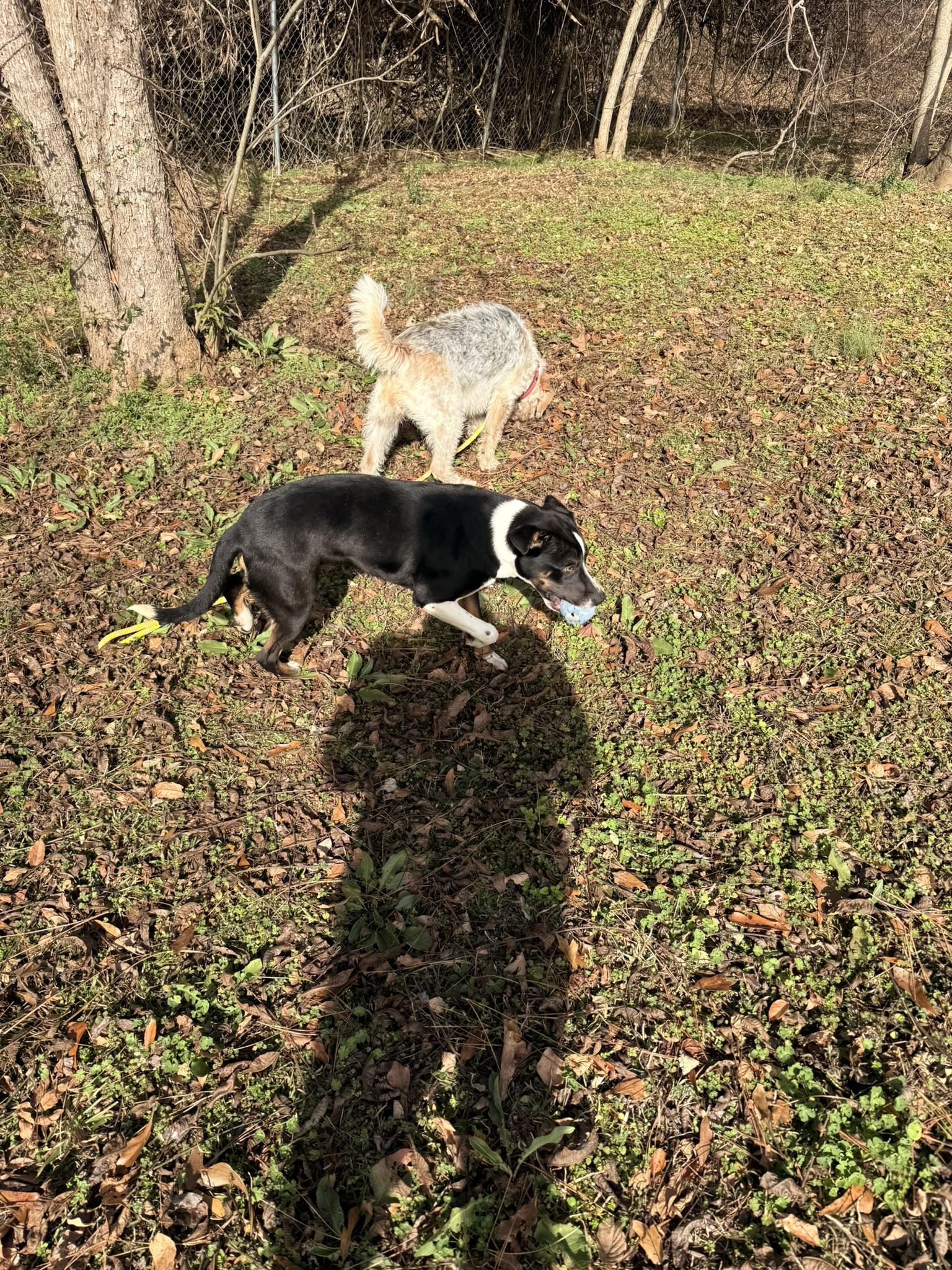 Enlarge GRACIE, a ADOPTABLE mixed breed in Newborn, GA image 4/4