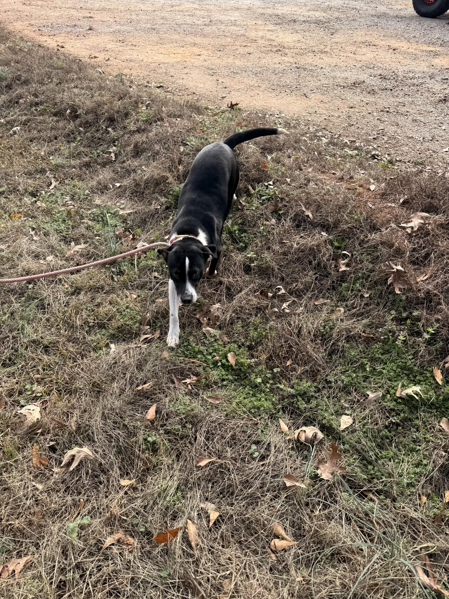 Enlarge GRACIE, a ADOPTABLE mixed breed in Newborn, GA image 3/4