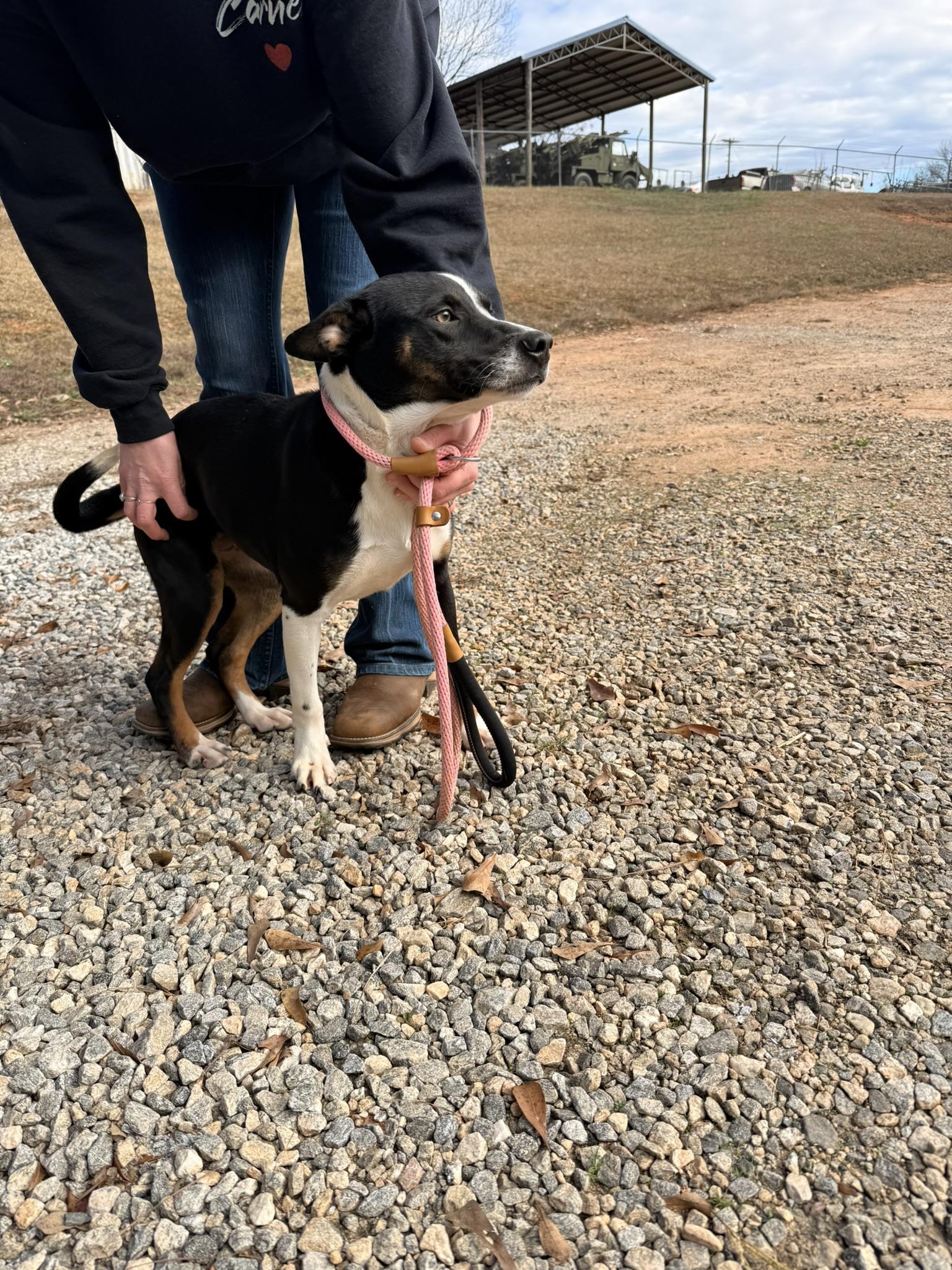 Enlarge GRACIE, a ADOPTABLE mixed breed in Newborn, GA image 1/4