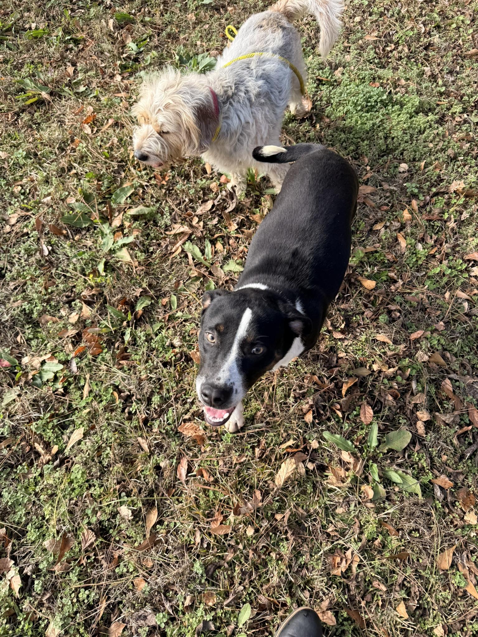 Enlarge GRACIE, a ADOPTABLE mixed breed in Newborn, GA image 2/4