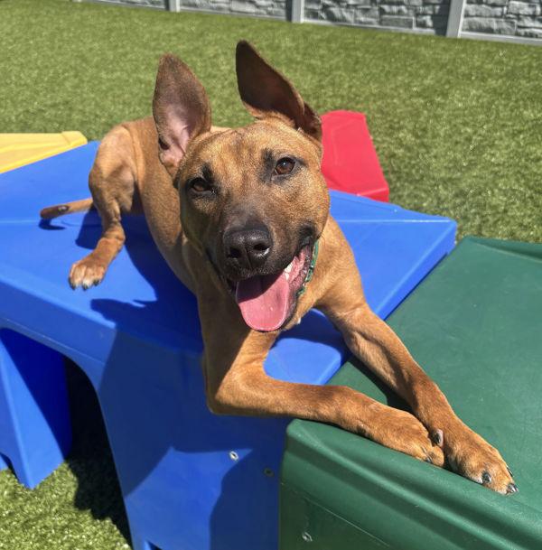Enlarge Copper, a Adoptable mixed breed in Stratham, NH image 1/1