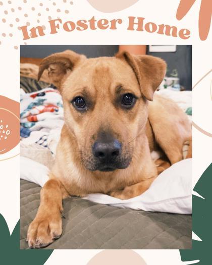 Alvin, Adoptable, Adult Male Labrador Retriever & Mixed Breed.