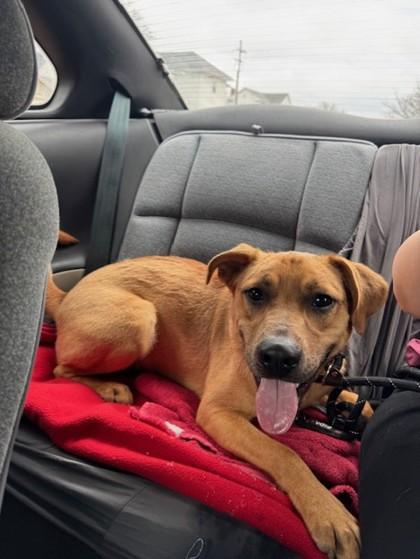 Enlarge Alvin, a Adoptable mixed breed in Columbus, IN image 2/3