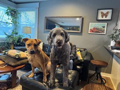 Enlarge Alvin, a Adoptable mixed breed in Columbus, IN image 3/3