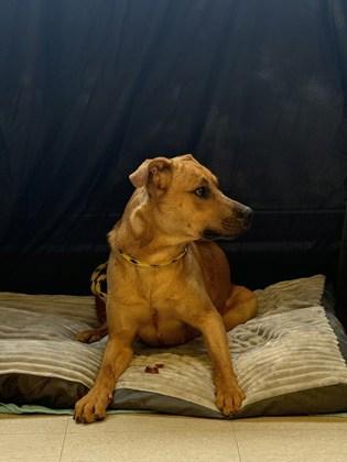 Alvin, Adoptable, Adult Male Labrador Retriever & Mixed Breed.