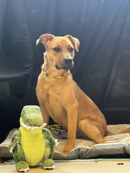 Enlarge Alvin, a Adoptable mixed breed in Columbus, IN image 2/3