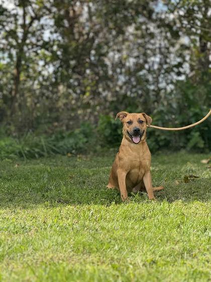 Enlarge Alvin, a Adoptable mixed breed in Columbus, IN image 3/3