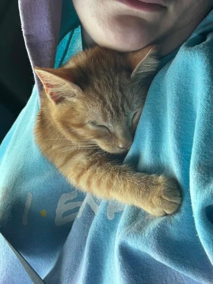 Pepper Spray, Adoptable, Adult Male Domestic Short Hair.