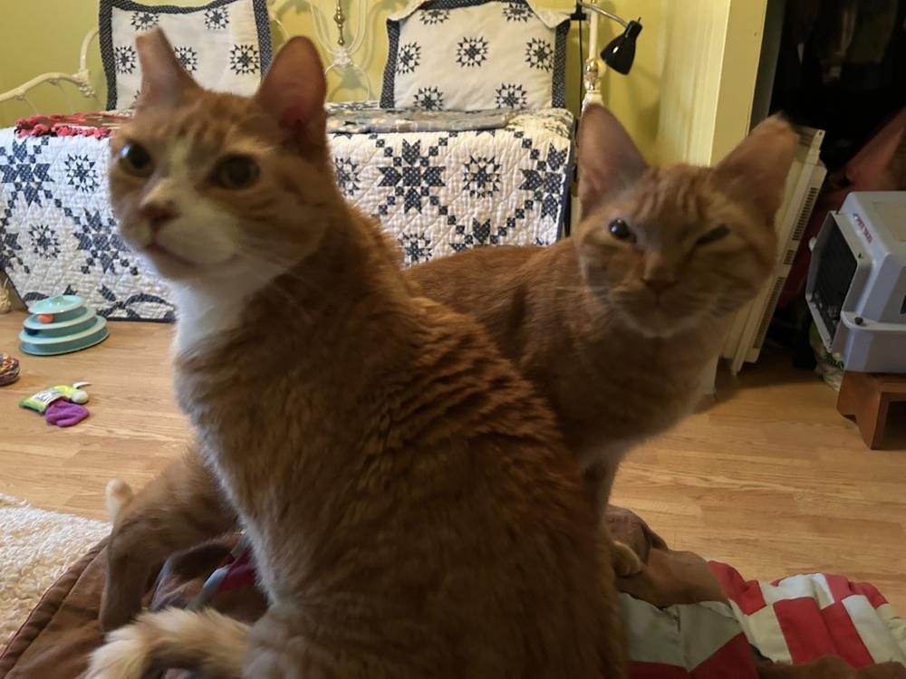 Enlarge Pepper Spray, a Adoptable Domestic Short Hair in East hartford, CT image 2/4