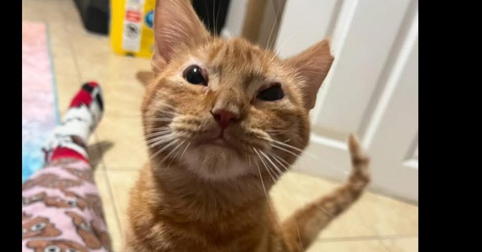 Enlarge Pepper Spray, a Adoptable Domestic Short Hair in East hartford, CT image 3/4