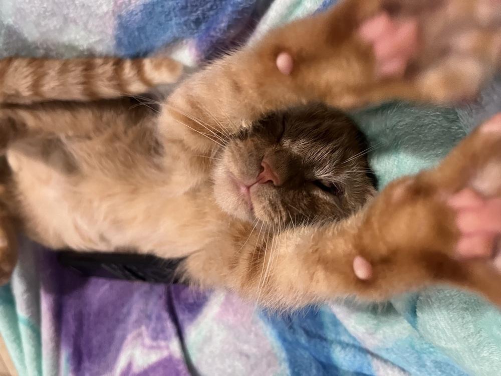 Enlarge Pepper Spray, a Adoptable Domestic Short Hair in East hartford, CT image 4/4