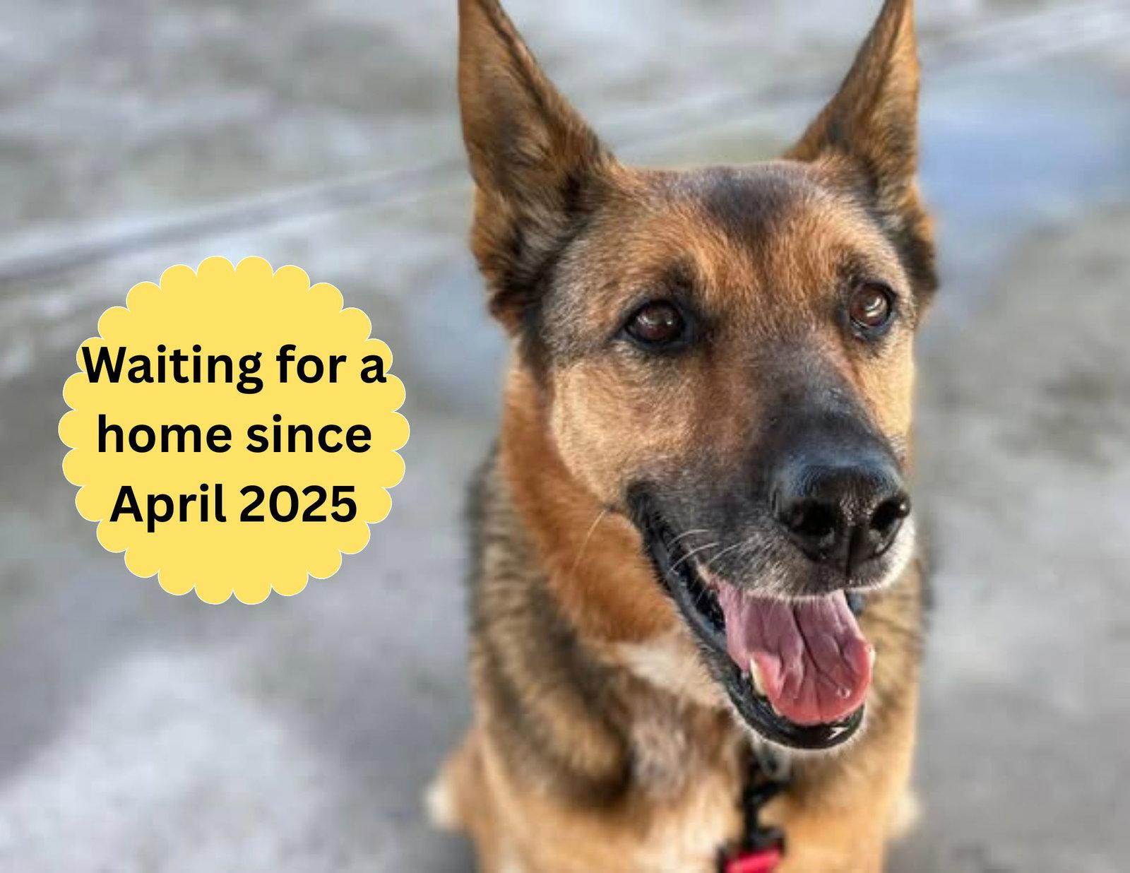 Maya, Adoptable, Senior Female German Shepherd Dog.