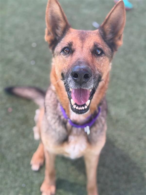 Maya, Adoptable, Senior Female German Shepherd Dog.