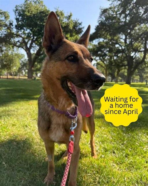 Maya, a Adoptable German Shepherd Dog in Elk Grove, CA image 2/2